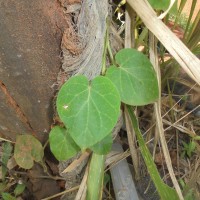 Gongronemopsis